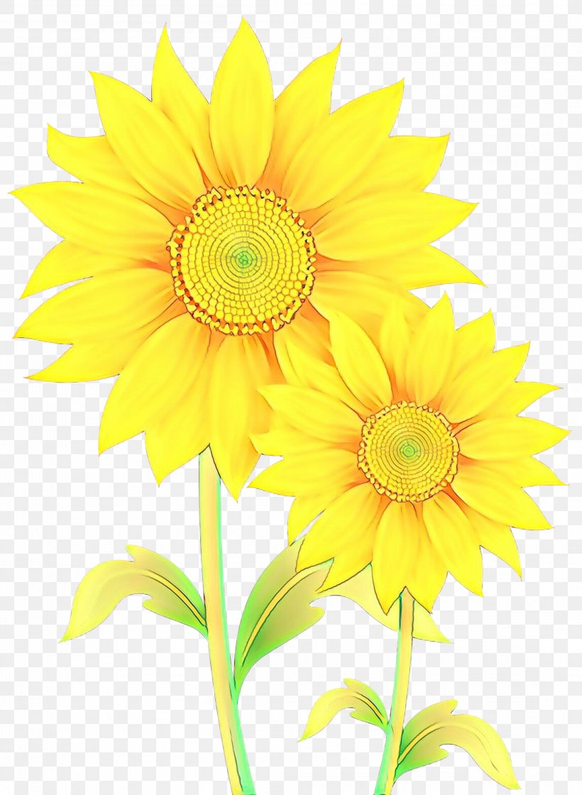 Common Sunflower Transvaal Daisy Chrysanthemum Cut Flowers Floral Design, PNG, 2194x2999px, Common Sunflower, Annual Plant, Asterales, Chrysanthemum, Cut Flowers Download Free