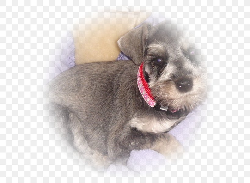 Miniature Schnauzer Schnoodle Morkie Puppy Companion Dog, PNG, 600x600px, Miniature Schnauzer, Breed, Carnivoran, Companion Dog, Dog Download Free