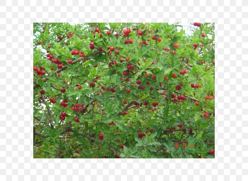 Barbados Cherry Crataegus Pinnatifida Juice Fruit Mandarin Orange, PNG, 600x600px, Barbados Cherry, Berry, Bonsai, Cherry, Chinese Hawthorn Download Free
