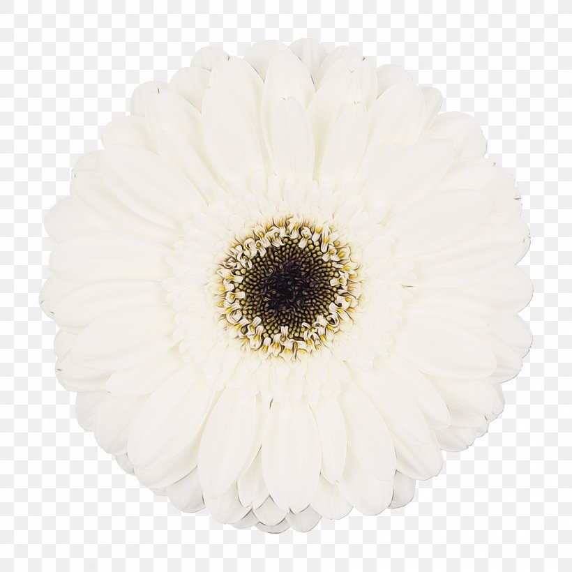 Flowers Background, PNG, 1772x1772px, Watercolor, Artificial Flower, Barberton Daisy, Ceiling, Cut Flowers Download Free