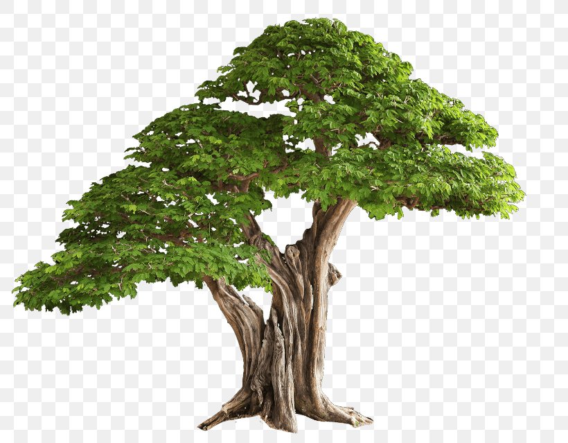 Tree Bonsai Branch Plant, PNG, 800x639px, Tree, Bonsai, Branch, Houseplant, Landscaping Download Free