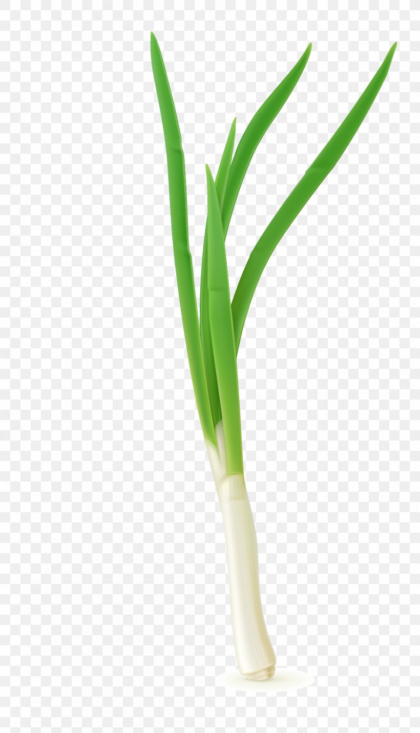 Allium Fistulosum Scallion Vegetable, PNG, 946x1651px, Allium Fistulosum, Chives, Flower, Grass, Grass Family Download Free