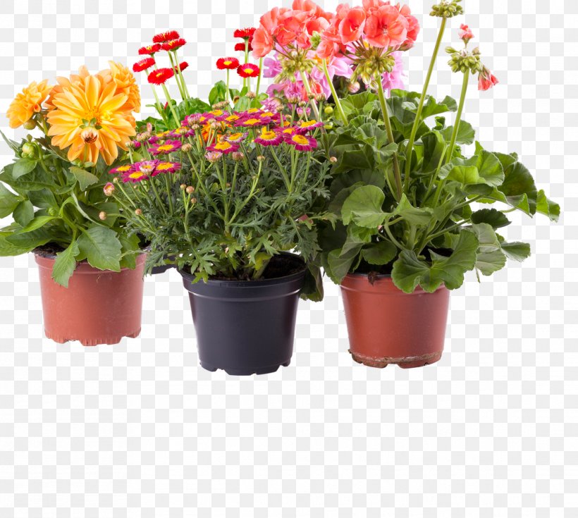 Amazon.com Flowerpot Houseplant, PNG, 1115x1000px, Amazoncom, Annual Plant, Bottle, Chrysanths, Color Download Free