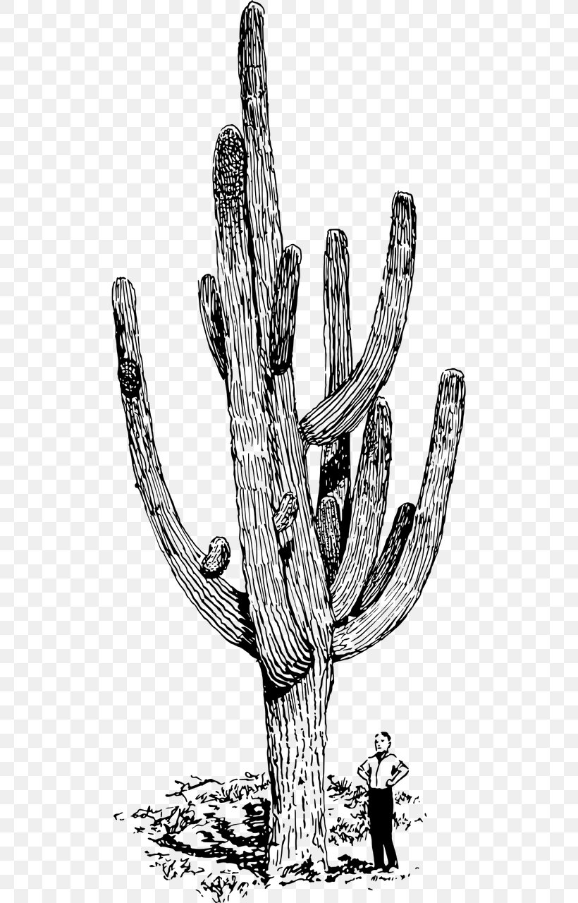 Cactaceae Succulent Plant Mexican Giant Cactus Clip Art, PNG, 640x1280px, Cactaceae, Black And White, Branch, Cactus, Caryophyllales Download Free