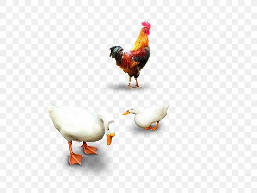 Chicken Duck Domestic Goose, PNG, 2362x1772px, Chicken, Beak, Bird, Domestic Goose, Duck Download Free