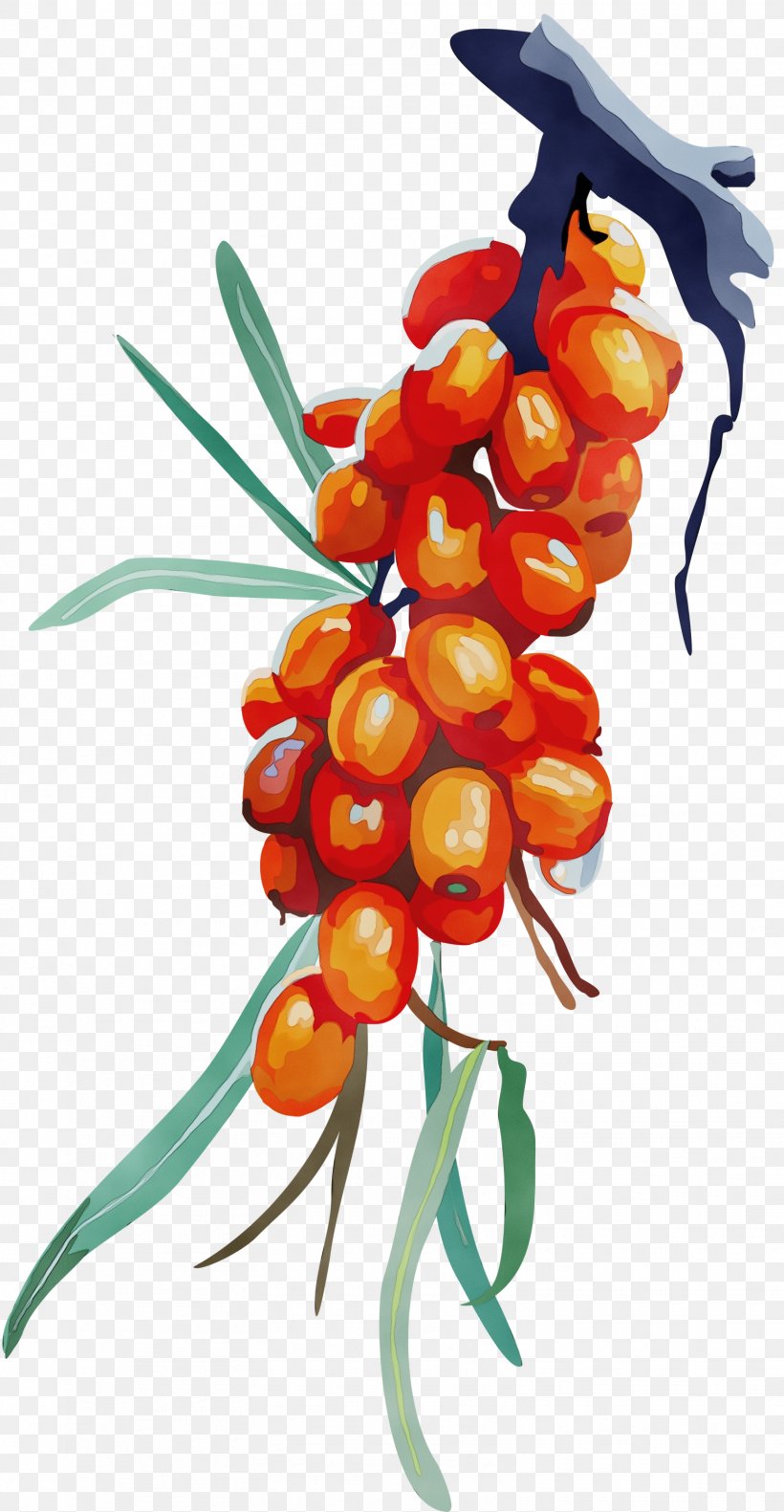 Flower Plant Hippophae Flowering Plant, PNG, 1555x3000px, Watercolor, Flower, Flowering Plant, Hippophae, Paint Download Free
