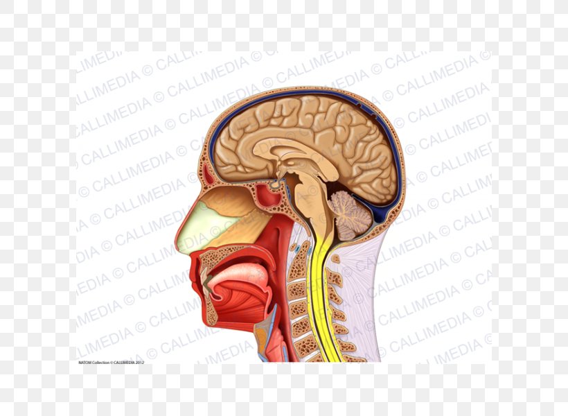Human Anatomy Neck Muscle Nerve, PNG, 600x600px, Watercolor, Cartoon, Flower, Frame, Heart Download Free