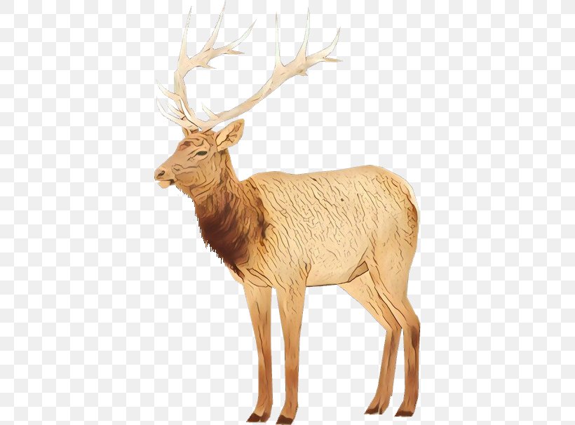 Reindeer, PNG, 606x606px, Reindeer, Antler, Deer, Elk, Fawn Download Free
