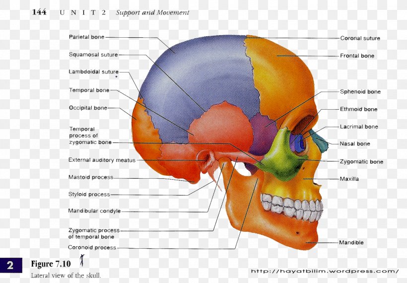 Skull Human Anatomy Human Body Human Skeleton, PNG, 1548x1077px, Watercolor, Cartoon, Flower, Frame, Heart Download Free