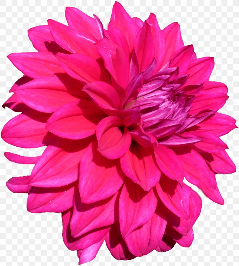 Artificial Flower, PNG, 937x1045px, Pink, Artificial Flower, Cut Flowers, Dahlia, Flower Download Free