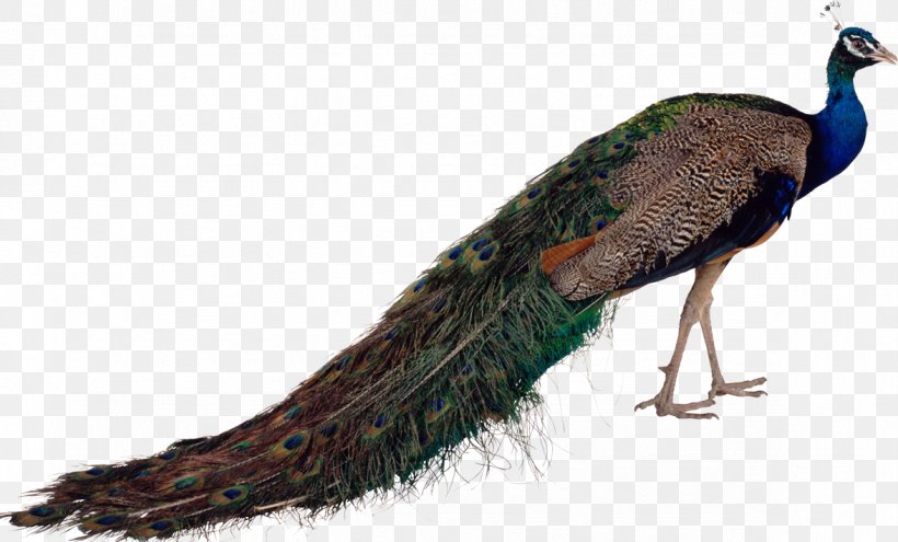 Bird Asiatic Peafowl Green Peafowl, PNG, 1176x710px, Bird, Asiatic Peafowl, Beak, Dots Per Inch, Fauna Download Free