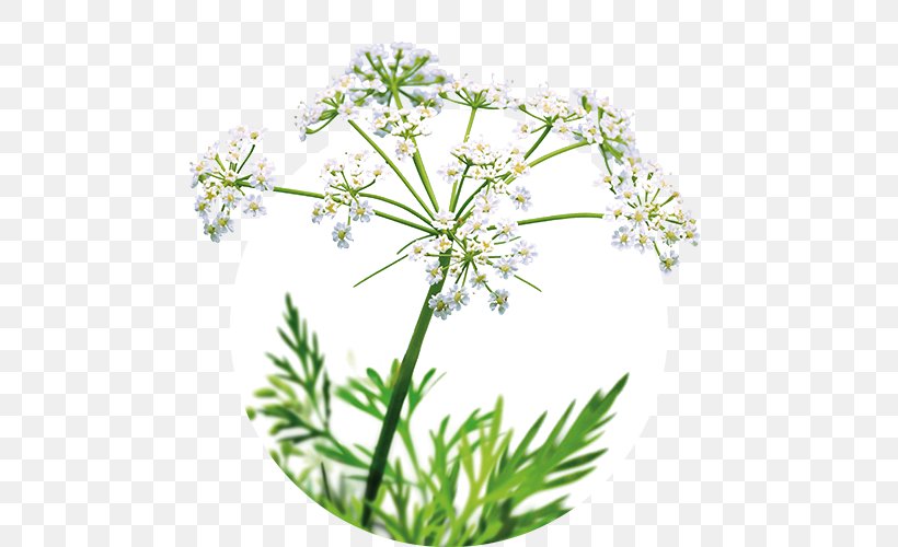 Cow Parsley Caraway Iberogast Sweet Cicely Plant, PNG, 500x500px, Cow Parsley, Abdominal Pain, Anthriscus, Apiales, Caraway Download Free
