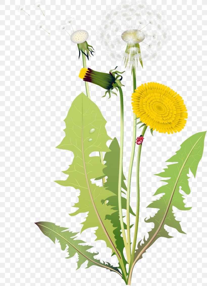 Dandelion, PNG, 941x1300px, Flower, Cdr, Common Daisy, Daisy, Daisy Family Download Free