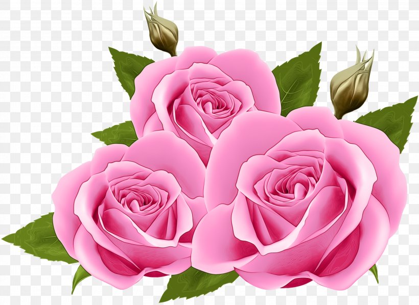 Pink Flowers Background, PNG, 3000x2189px, Garden Roses, Bouquet, Cabbage Rose, Camellia, Cut Flowers Download Free