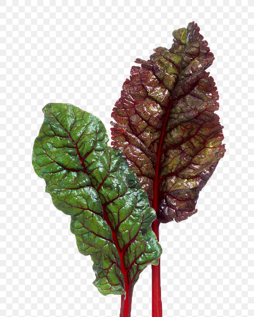 Chard Beetroot Vegetable, PNG, 808x1024px, Leaf, Beet, Beet Greens, Beetroot, Chard Download Free