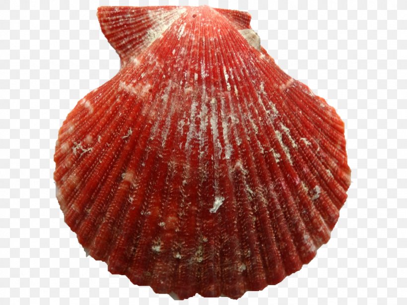 Cockle Clam Conchology Pectinidae Seashell, PNG, 1024x768px, Cockle, Animal Source Foods, Cereal, Clam, Clams Oysters Mussels And Scallops Download Free