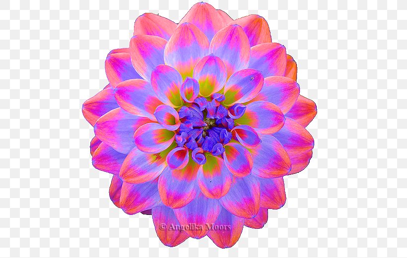 Dahlia Chrysanthemum Cut Flowers Petal, PNG, 554x521px, Dahlia, Annual Plant, Chrysanthemum, Chrysanths, Cut Flowers Download Free