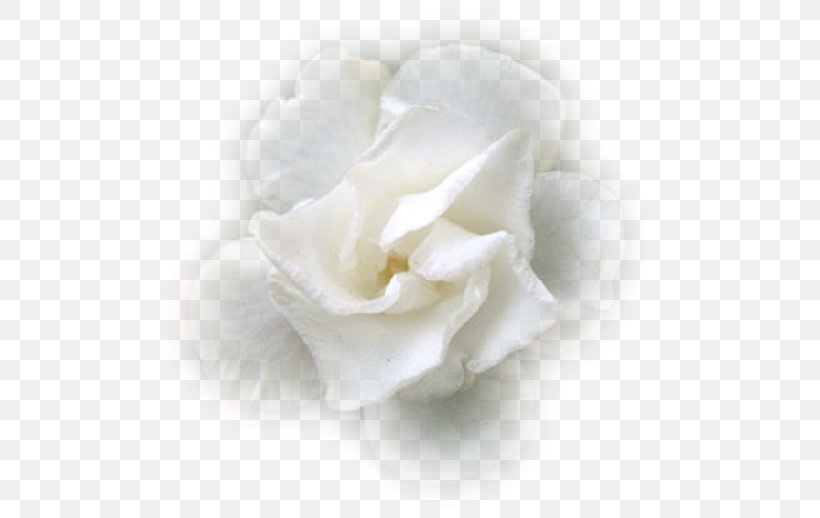 Flower .de White .net, PNG, 500x518px, Flower, Com, Cut Flowers, Gardenia, Net Download Free