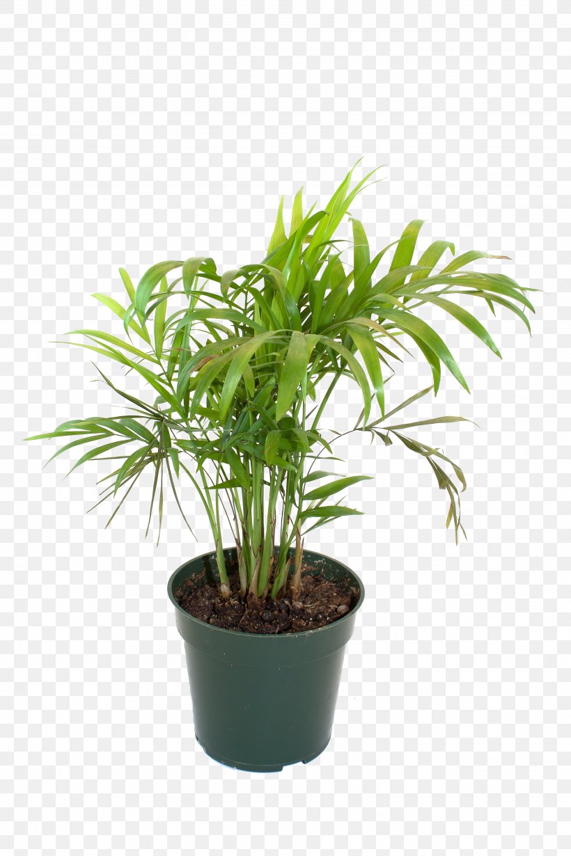 Flowerpot Bamboo Houseplant, PNG, 2848x4272px, Flowerpot, Arecaceae, Arecales, Bamboe, Bamboo Download Free