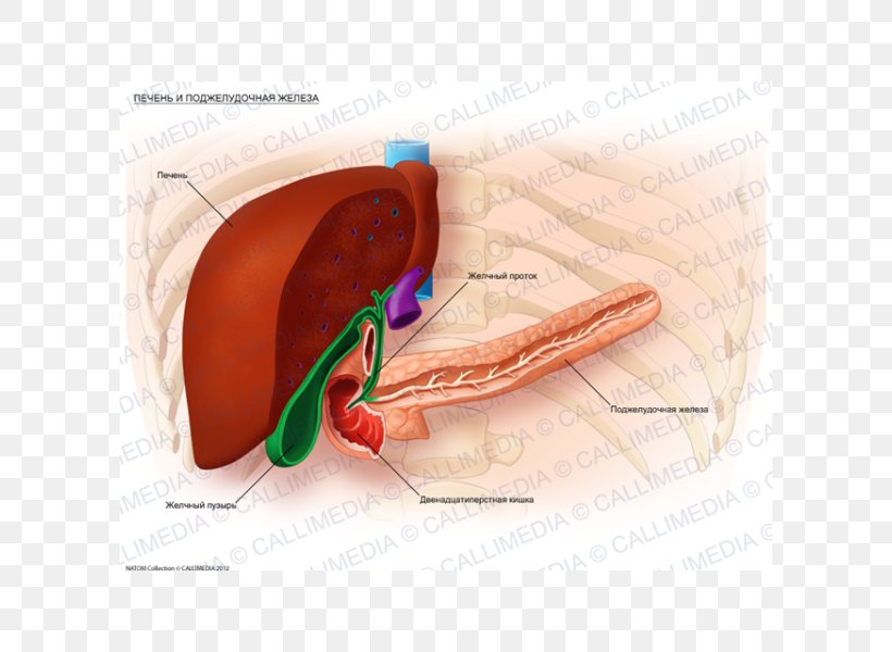Liver Metastasis Bile Duct Gallbladder Hepatocellular Carcinoma, PNG, 600x600px, Watercolor, Cartoon, Flower, Frame, Heart Download Free