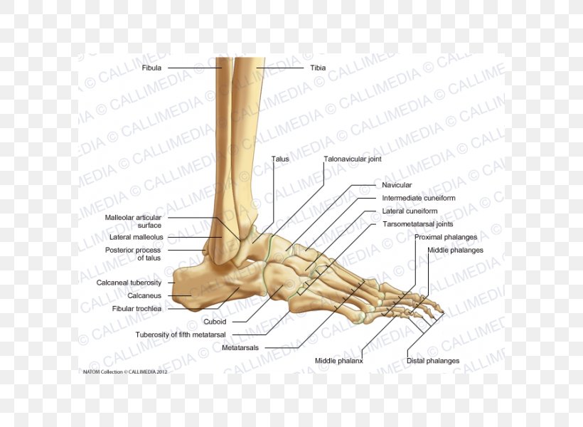 Foot Thumb Bone Ankle Joint, PNG, 600x600px, Watercolor, Cartoon, Flower, Frame, Heart Download Free