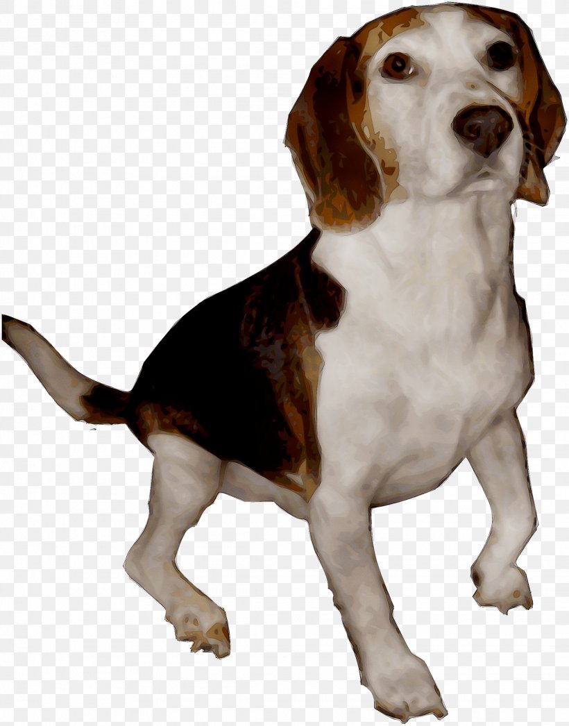 Beagle Harrier English Foxhound American Foxhound Finnish Hound, PNG, 2276x2904px, Beagle, American Foxhound, Artois Hound, Beagleharrier, Braque Saintgermain Download Free