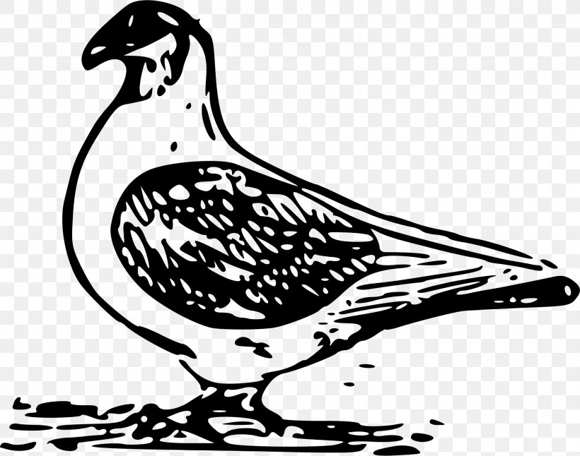 Columbidae Bird Domestic Pigeon Clip Art, PNG, 2025x1596px, Columbidae, Art, Artwork, Beak, Bird Download Free