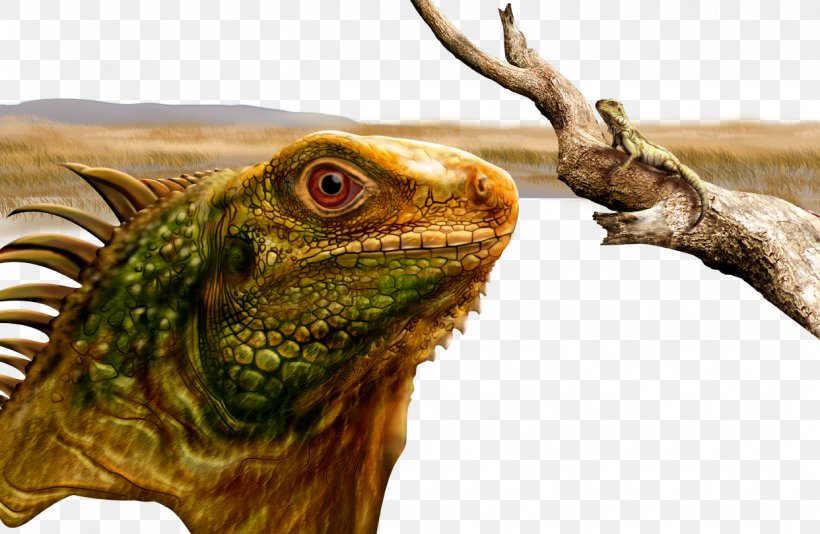 Common Iguanas Lizard Reptile Wallpaper, PNG, 1242x810px, Common Iguanas, Fauna, Iguana, Iguania, Image Resolution Download Free