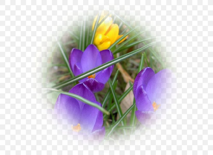 Flower Violet Blue Crocus Lilac, PNG, 600x598px, Flower, Blue, Close Up, Crocus, Fauna Download Free