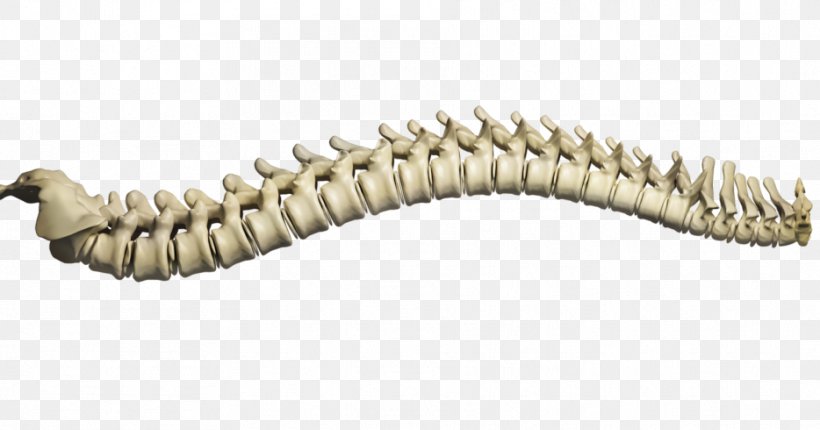 Vertebral Column Chiropractic Human Back Back Pain, PNG, 934x490px, Vertebral Column, Back Pain, Chiropractic, Health, Human Back Download Free