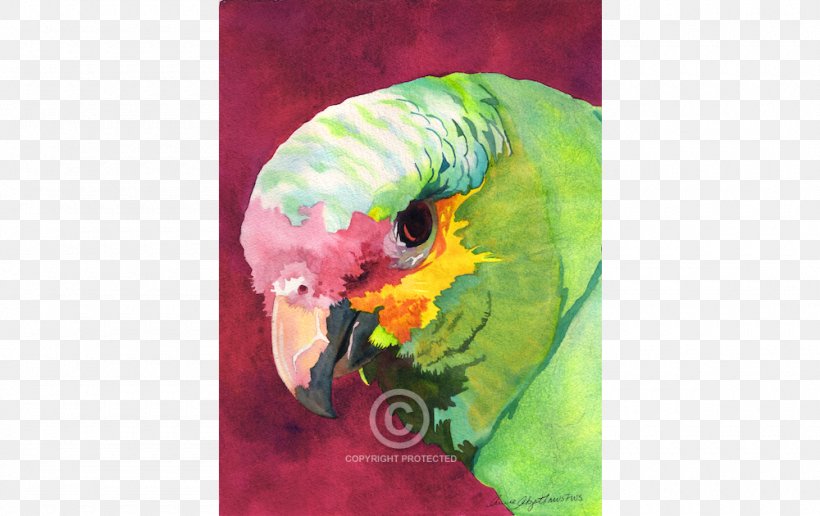 Canada Florida New York Parrot Parakeet, PNG, 1000x630px, Canada, Americas, Artist, Beak, Bird Download Free
