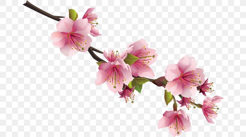 Cherry Blossom Flower Clip Art, PNG, 670x458px, Blossom, Branch, Cherry, Cherry Blossom, Drawing Download Free