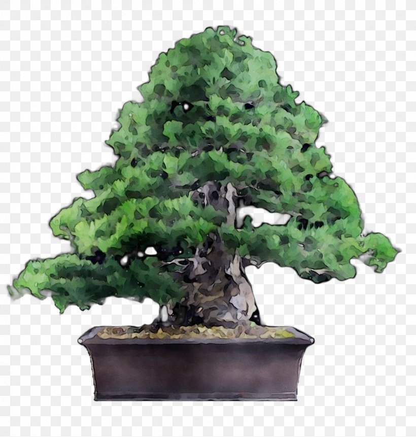 Chinese Sweet Plum Tree, PNG, 998x1048px, Chinese Sweet Plum, American Larch, Bonsai, Conifer, Evergreen Download Free