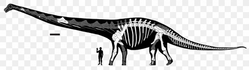 Dreadnoughtus Dinosaur Size Human Skeleton Futalognkosaurus, PNG, 946x268px, Dreadnoughtus, Animal Figure, Appendicular Skeleton, Black And White, Dinosaur Download Free