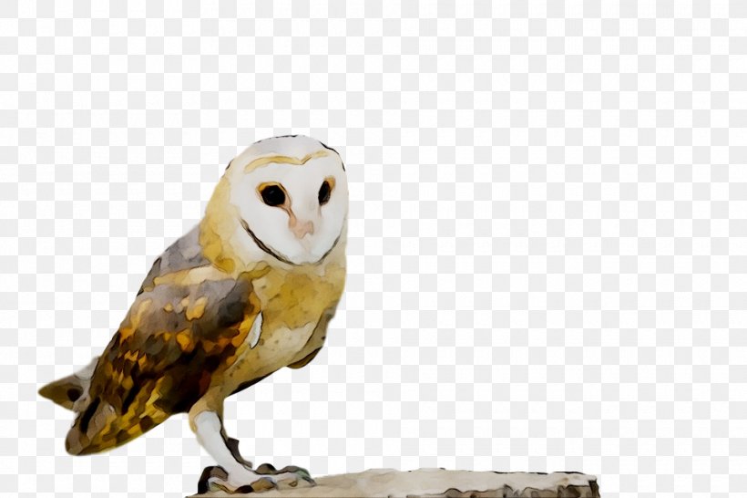 Owl Beak Fauna Feather, PNG, 960x640px, Owl, Barn Owl, Beak, Bird, Bird Of Prey Download Free