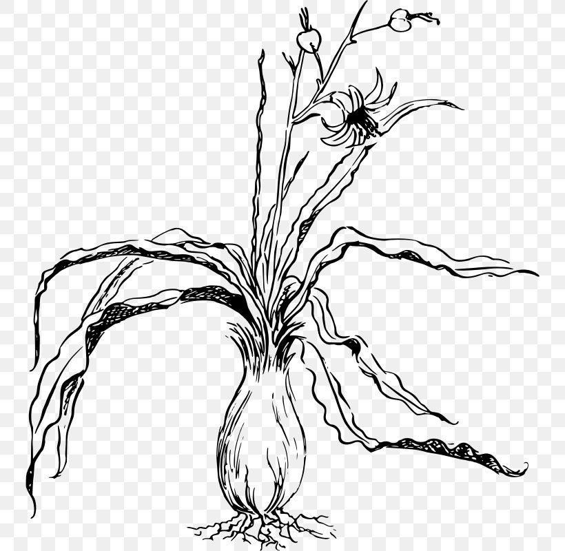 Perennial Plant Sarracenia Purpurea Clip Art, PNG, 746x800px, Plant, Artwork, Black And White, Branch, Chlorogalum Download Free