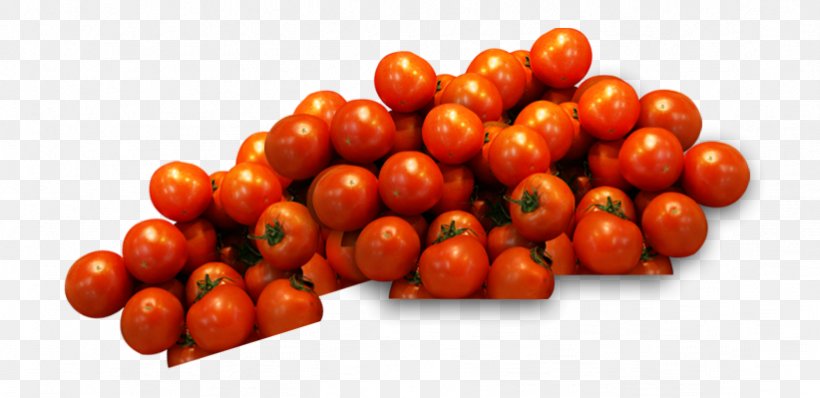 Plum Tomato Tomato Juice Cherry Tomato Bush Tomato Vegetable, PNG, 822x399px, Plum Tomato, Acerola, Acerola Family, Barbados Cherry, Berry Download Free