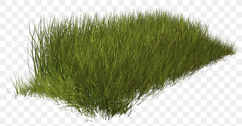 Weed Lawn Fountaingrasses, PNG, 800x428px, Weed, Fountaingrasses, Grass, Grass Family, Grasses Download Free
