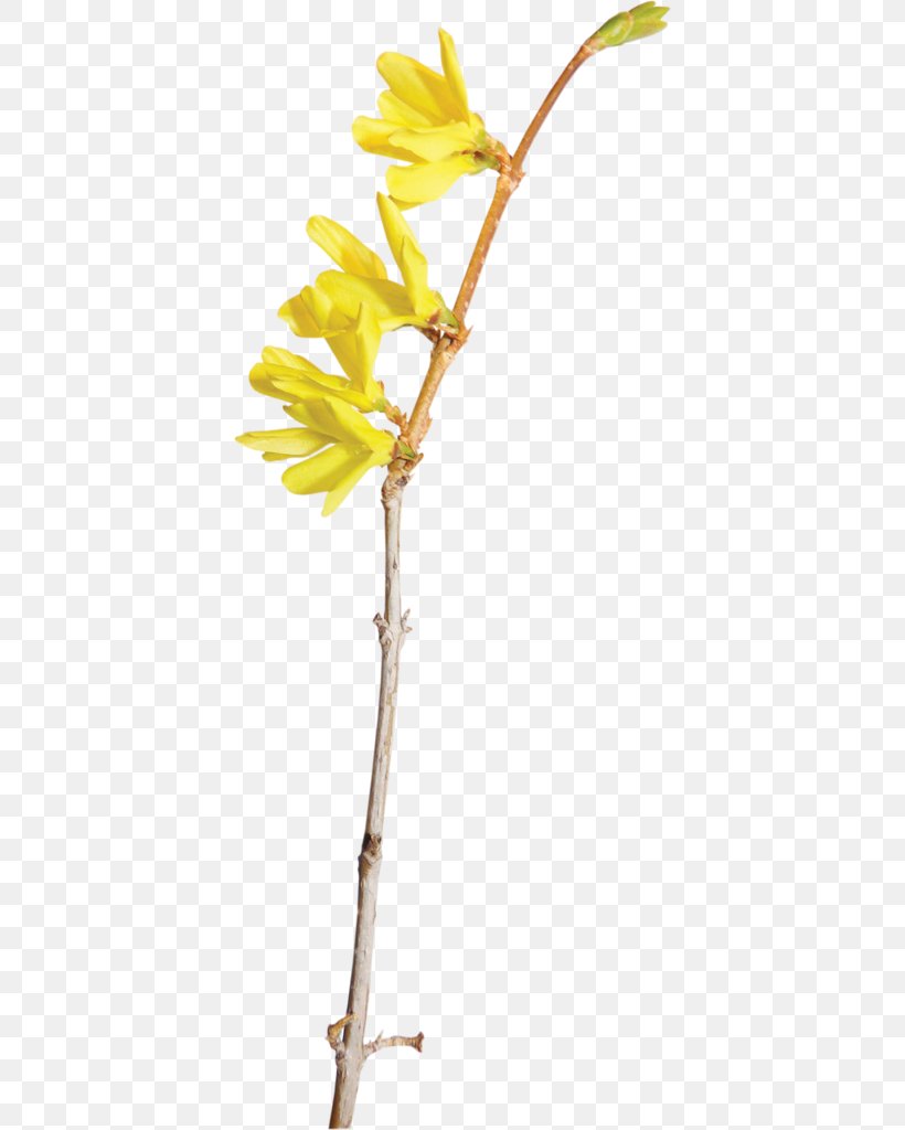 Yellow Flower Color, PNG, 396x1024px, Yellow, Branch, Color, Flora, Flower Download Free