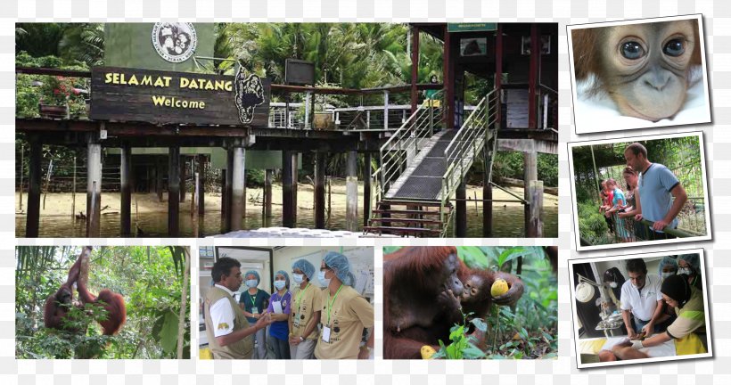 Bukit Merah Orang Utan Island Foundation Orangutan Bukit Merah Laketown Resort Penang, PNG, 3459x1823px, Bukit Merah, Borneo, Borneo Orangutan Survival, Collage, Fauna Download Free