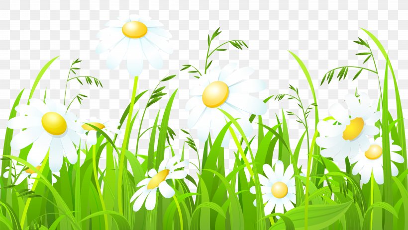 Common Daisy Clip Art, PNG, 8000x4525px, Common Daisy, Chamaemelum Nobile, Commodity, Daisy, Drawing Download Free