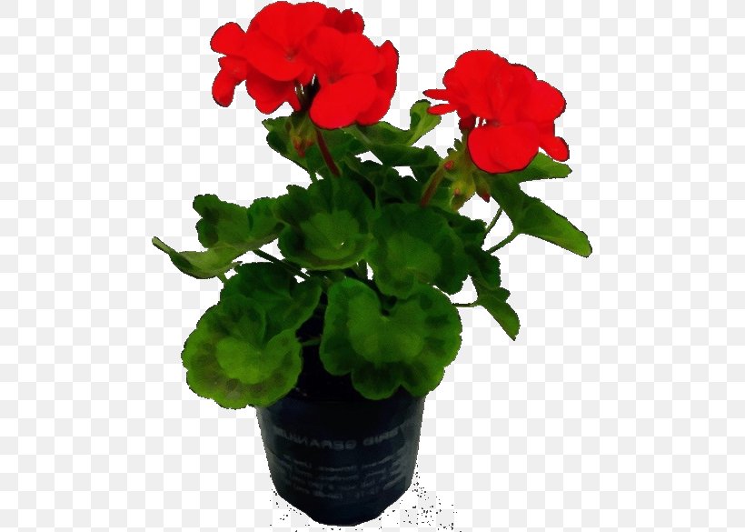 Flower Flowering Plant Plant Flowerpot Petal, PNG, 486x585px, Watercolor, Begonia, Flower, Flowering Plant, Flowerpot Download Free