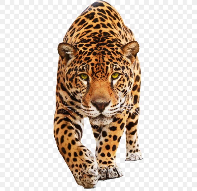 Leopard Jaguar Cars Jaguar C-Type, PNG, 375x798px, Leopard, Big Cats, Carnivoran, Cat Like Mammal, Cheetah Download Free