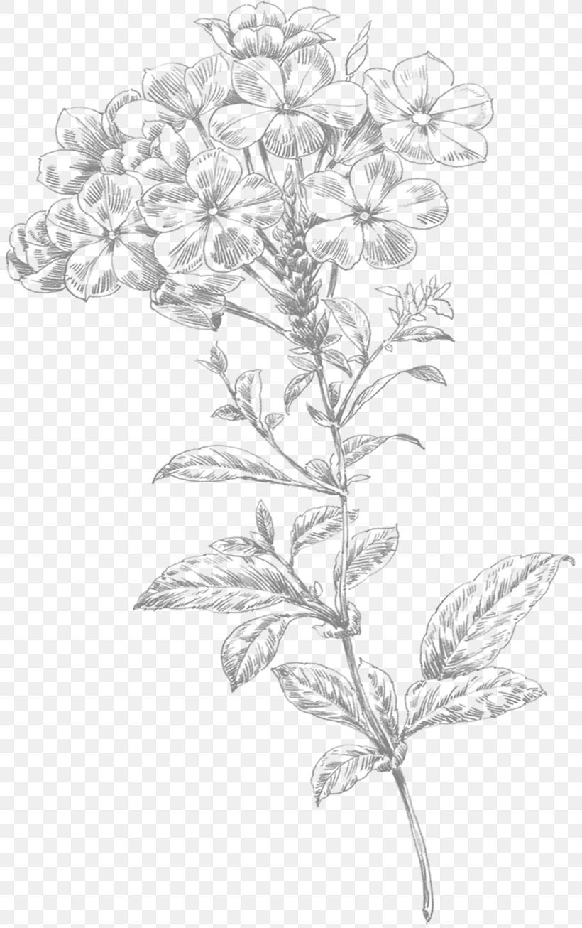 line art flower drawing png 807x1306px line art black and white branch drawing flora download free line art flower drawing png