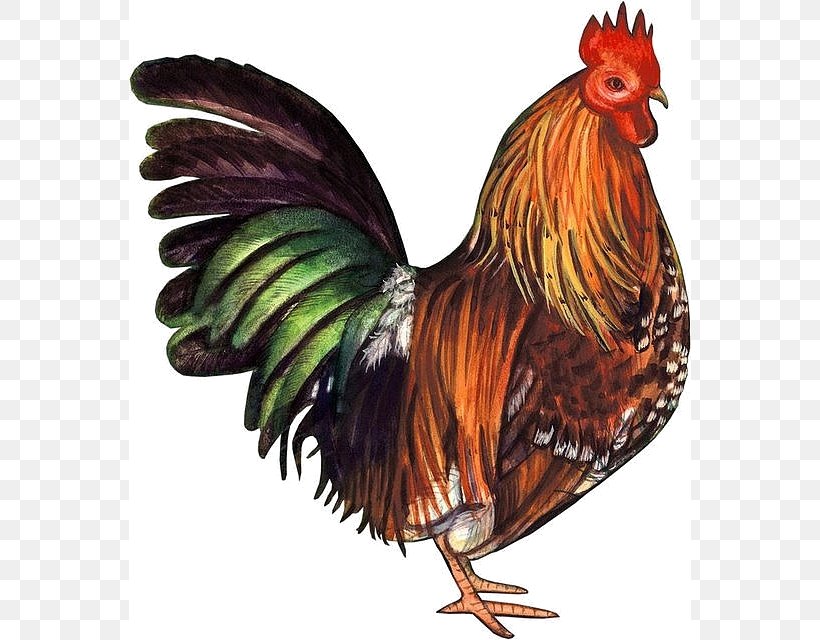 Pekin Chicken Rooster Silkie Clip Art, PNG, 562x640px, Pekin Chicken, Bantam, Beak, Bird, Blog Download Free