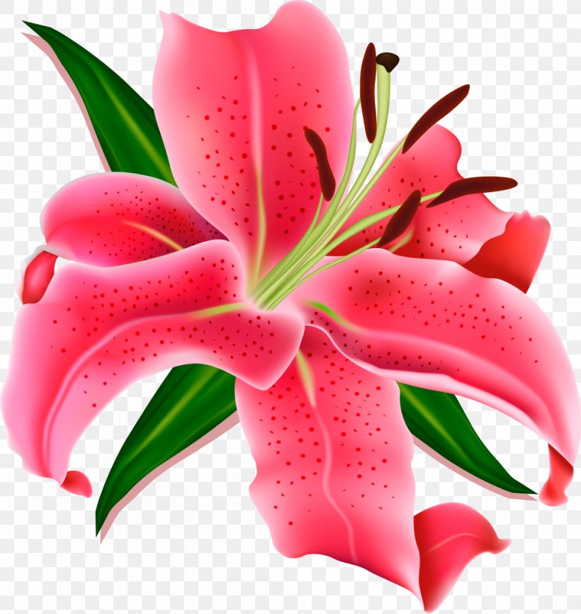 Pink Flowers Desktop Wallpaper Lilium, PNG, 998x1054px, Flower, Close Up, Flowering Plant, Lilium, Lily Download Free