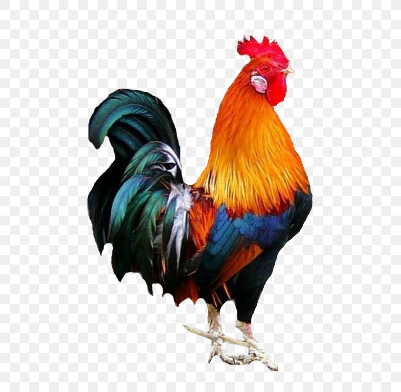 Rooster Cochin Chicken Galliformes, PNG, 600x800px, Rooster, Austral Pacific Energy Png Limited, Beak, Bird, Chicken Download Free