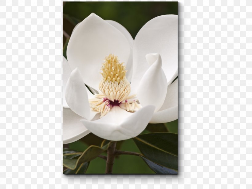 Southern Magnolia Magnolia Virginiana Tree Evergreen Plant, PNG, 1400x1050px, Southern Magnolia, Bay Laurel, Blossom, Evergreen, Flora Download Free