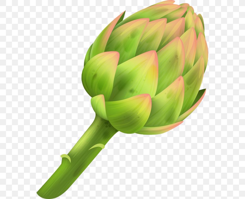 Artichoke Plant Stem, PNG, 575x668px, Artichoke, Bud, Plant, Plant Stem, Vegetable Download Free