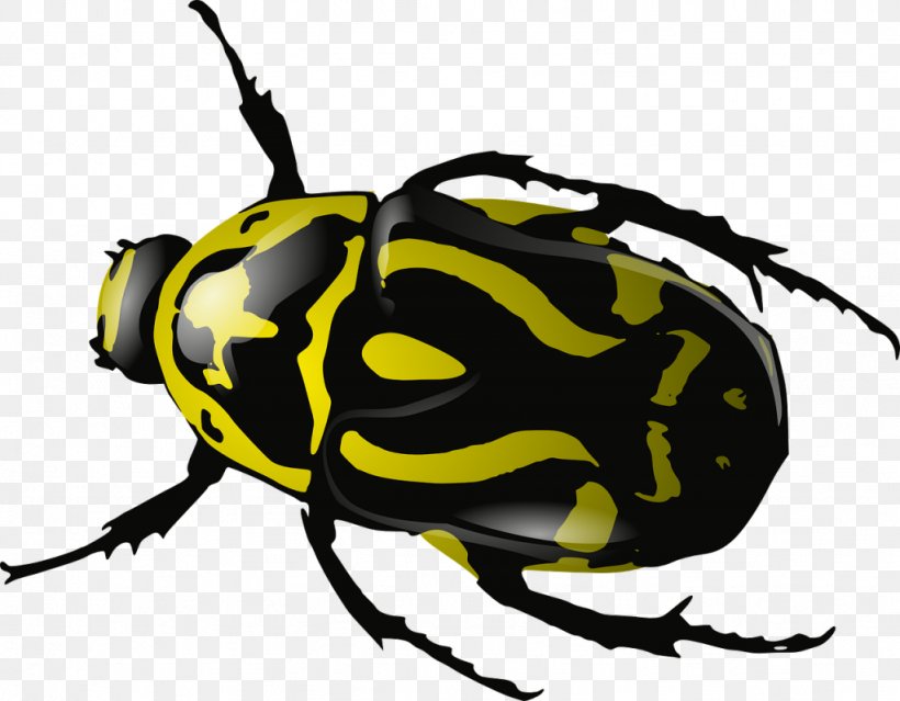 Beetle Ladybird Clip Art, PNG, 1024x798px, Beetle, Arthropod, Artwork, Drawing, Dung Beetle Download Free